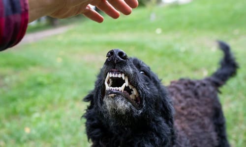 Angry, growling, defensive dog looking up at the hand of a man.