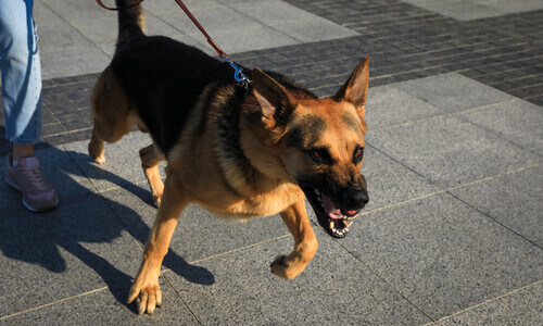 Angry German shepherd struggling to break free from its owner's leash.