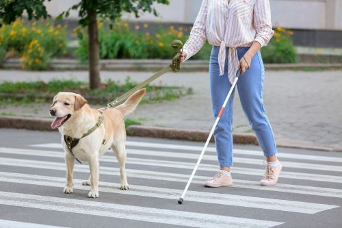 A blind woman walks with her support dog across a cross walk in Fresno.