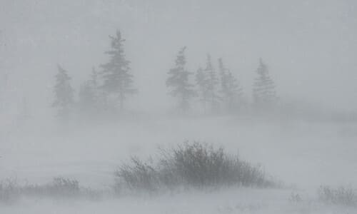 Trees and brush blowing in a snowstorm in the Canadian wilderness.