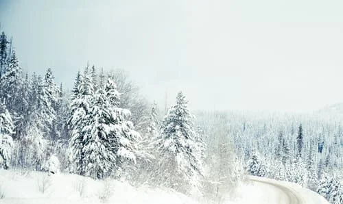 A view of the snow-covered Canadian wilderness after a blizzard.